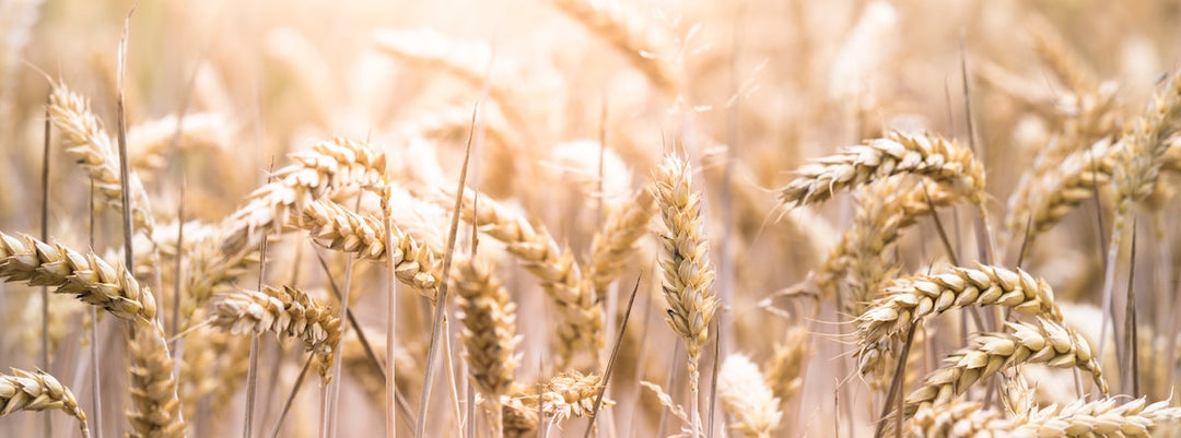 Salud intestinal: Por qué todos pueden beneficiarse de una alimentación baja en gluten