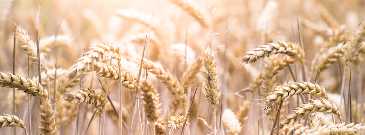 Salud intestinal: Por qué todos pueden beneficiarse de una alimentación baja en gluten