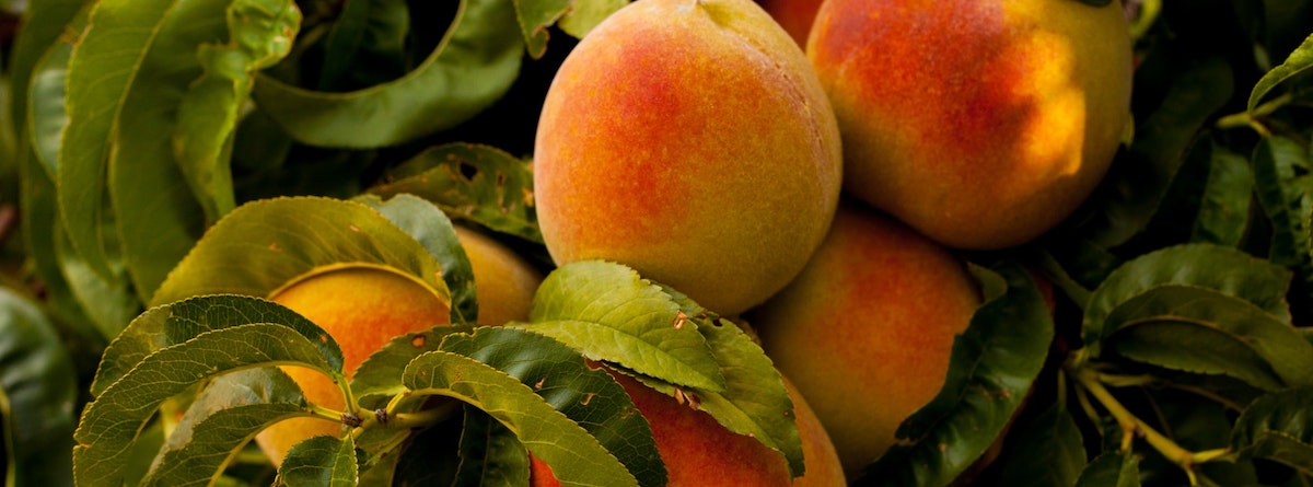 Vitamina C para fortalecer el sistema inmunológico
